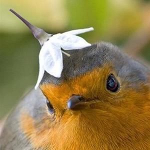 Meet your Posher, Nandini